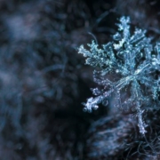 close up image of a frozen snowflake