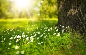 white flowers growing by a tree trunk