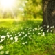 white flowers growing by a tree trunk